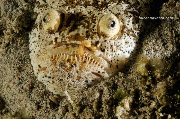 pez de cabeza muy grando y ojos saltones enterrado