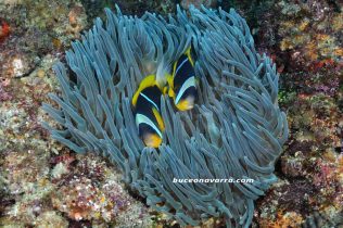 peces payaso en la anemona en Aliwoal, Sudafrica