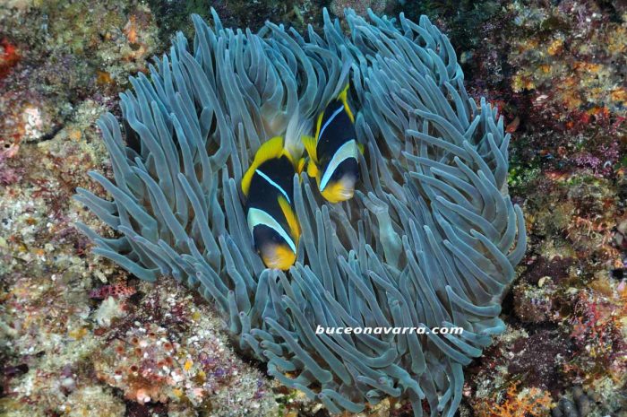 peces payaso en la anemona en Aliwoal, Sudafrica