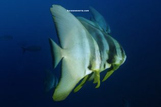 hermosos peces murcielago en Aliwoal, Sudafrica