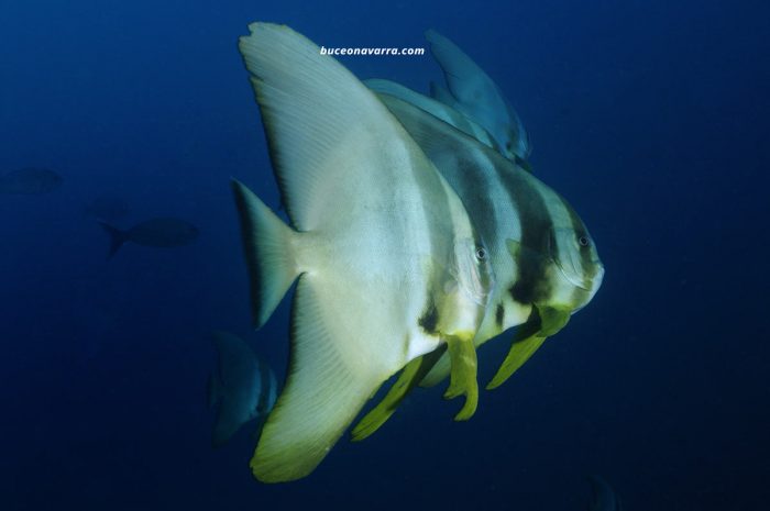 hermosos peces murcielago en Aliwoal, Sudafrica