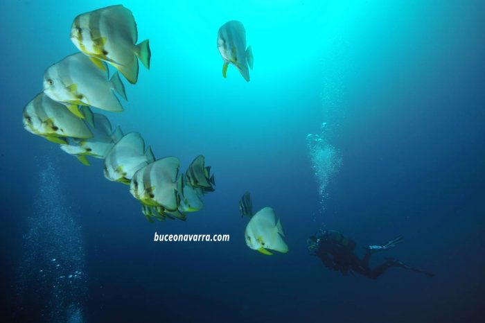 grupo de peces murcielago en Aliwoal, Sudafrica