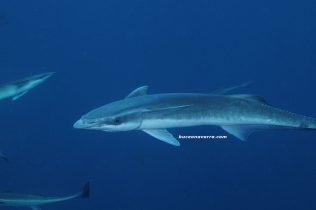 una remora en Aliwoal Shoal, Sudafrica