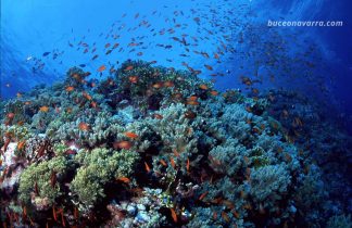 arrecife coralino
