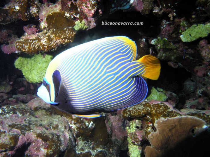 pez ángel emperador