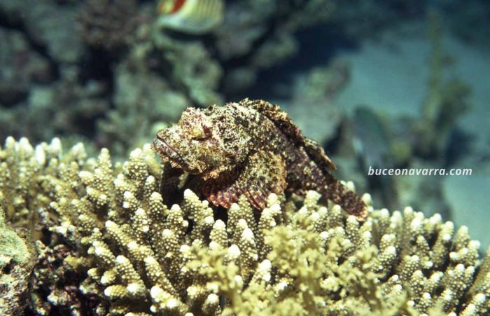 escórpora sobre el coral