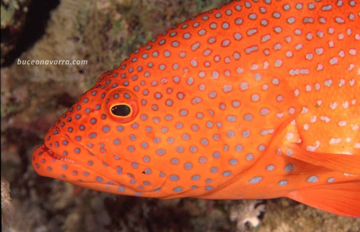 cabeza de mero rojo