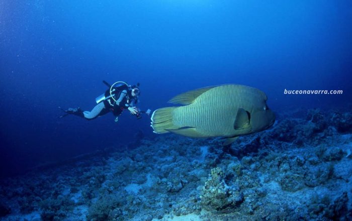 Pez Napoléon y buceadora