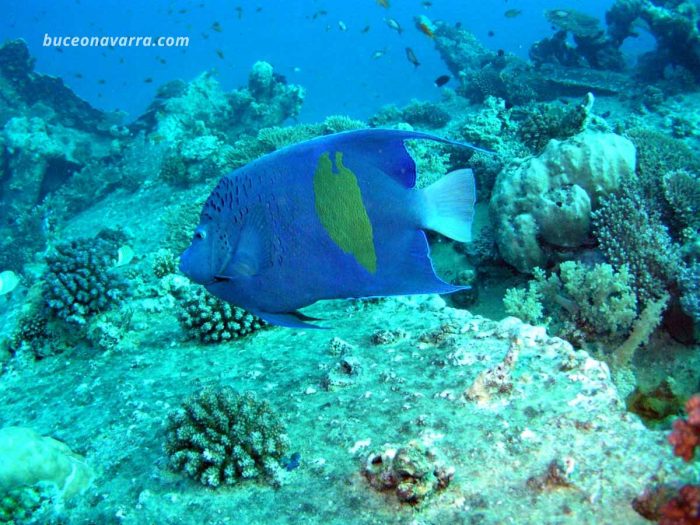 pez ángel del Mar Rojo