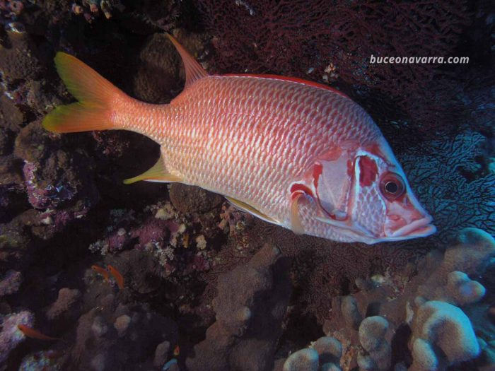 pez soldado de color rojizo