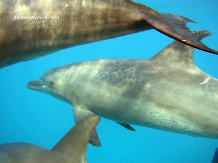 delfines