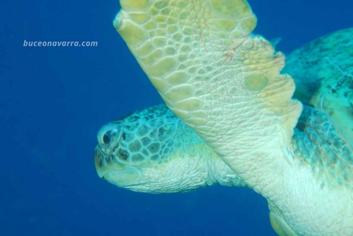 parte delantera de la tortuga