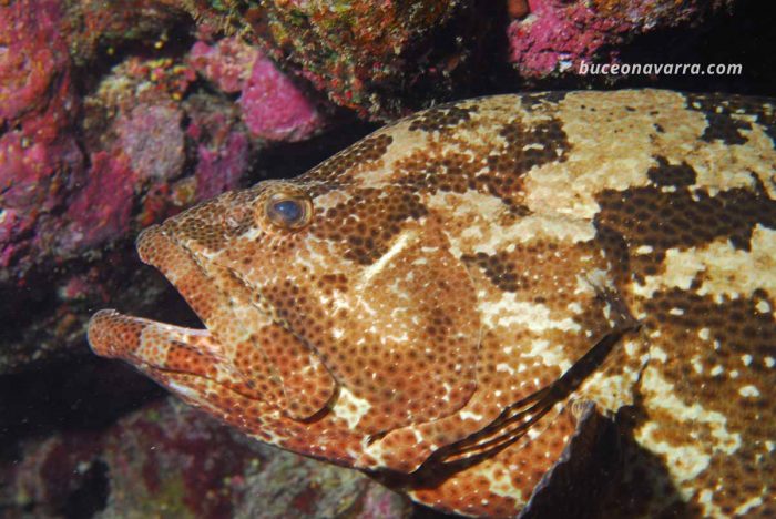 cabeza del mero patata