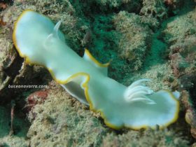 nudibranquio grande blanco