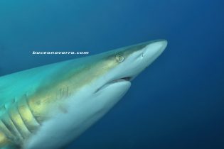 cabeza de tiburon puntas negras en Aliwoal, Sudafrica