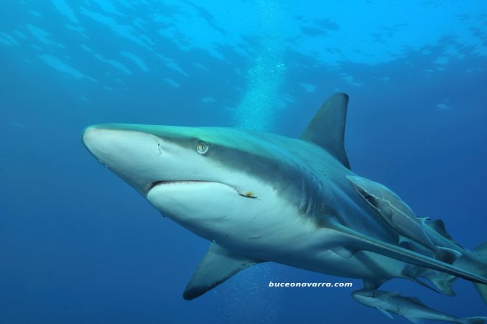 tiburon puntas negras de frente en Aliwoal, Sudafrica