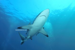 tiburon puntas negras visto desde abajo en Aliwoal, Sudafrica