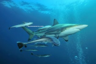 tiburon puntas negras con remoras en Aliwoal, Sudafrica