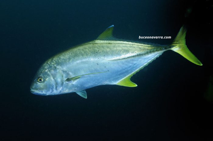 pez tunido en Aliwoal, Sudafrica