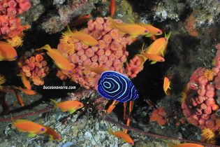 alevin en Aliwoal Shoal, Sudafrica