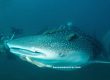 tiburon ballena