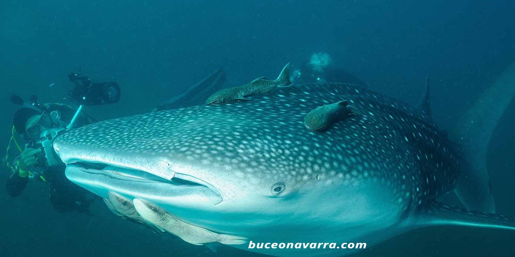 Tiburon Ballena Rhincodon Typus Buceo Navarra