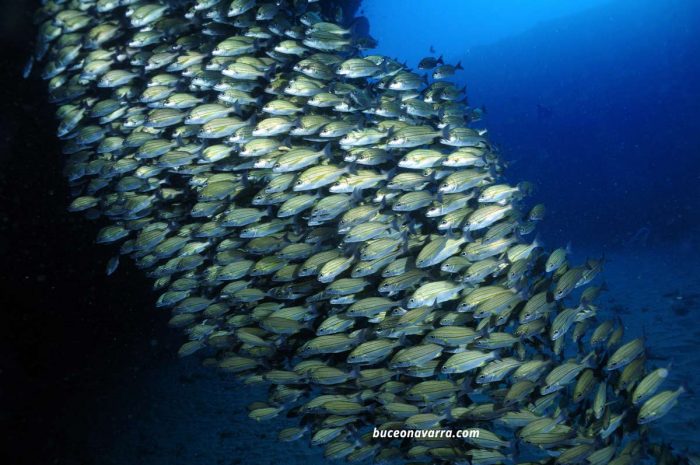 cardumen en Aliwoal, Sudafrica