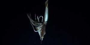 Calamar gigante Calamar gigante