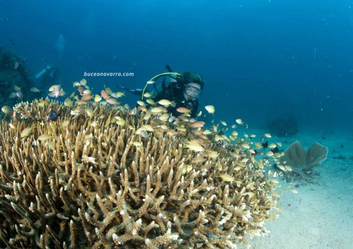 buceadora observando el coral asta de ciervo