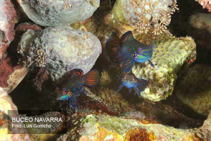 tres peces mandarines