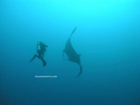 manta y buceador