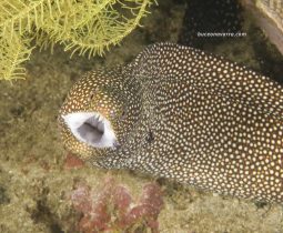 morena moteada de frente con la boca blanca abierta
