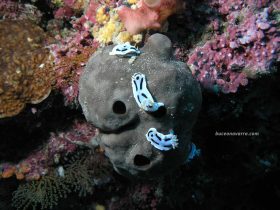 3 nudibranquios azules