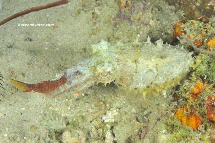Sepia con un pez en la boca