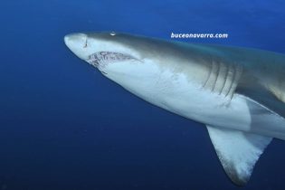 dentadura de tiburon toro en Aliwoal, Sudafrica