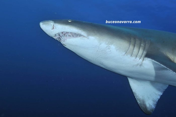 dentadura de tiburon toro en Aliwoal, Sudafrica