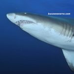 tiburon-raggie-en-Sudafrica
