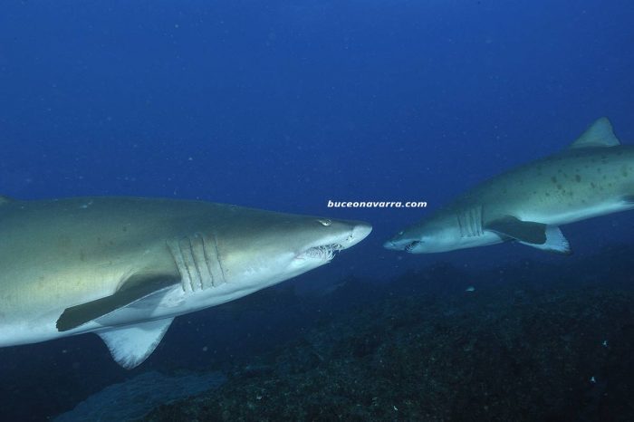 tiburones toro en Sudafrica