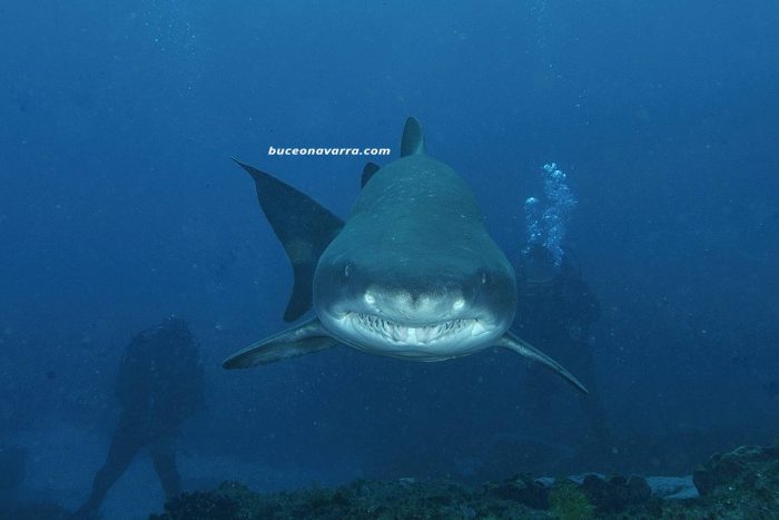 tiburon toro de frente en Aliwoal, Sudafrica