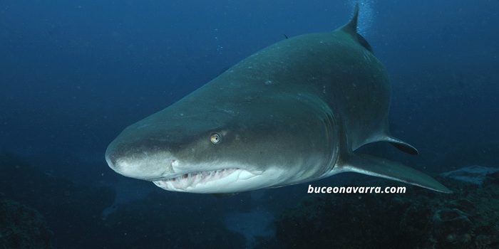 tiburon ragie. Viaje de buceo a Sudafrica