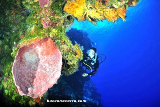 buceadora en el arrecife mirando a una esponja
