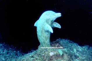 escultura bajo el agua con la forma de un delfin