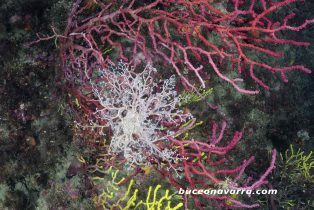 estrella en una gorgonia