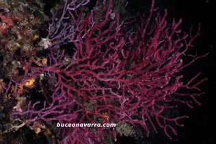 gorgonia roja
