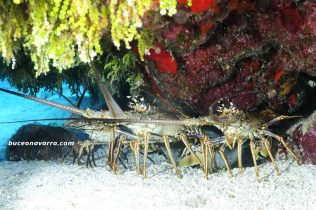 3 langostas en su cueva