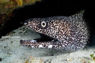 morena con pintas balncas y negras