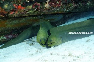 morenas verdes tipicas del Caribe en el pecio Mama Viñas