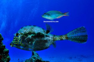 bonito pez con forma de pincel