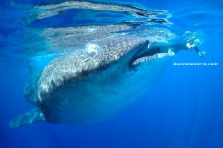 buceador fotografiando a un tiburon ballena