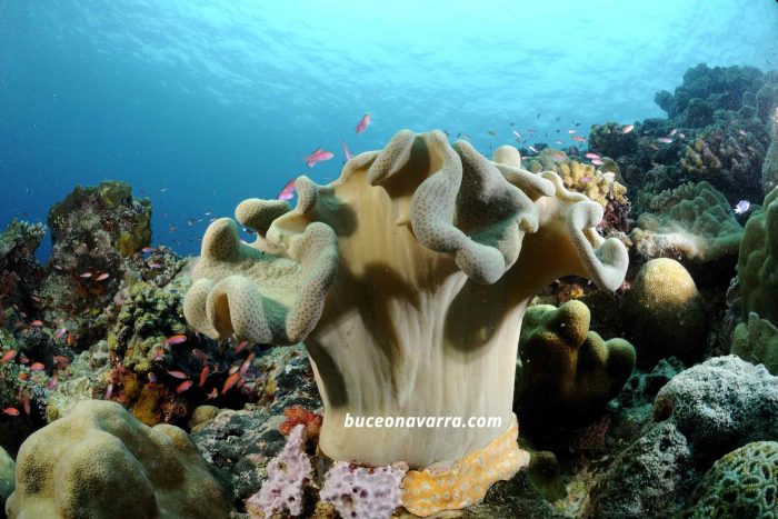 esponja, que parece una gran flor